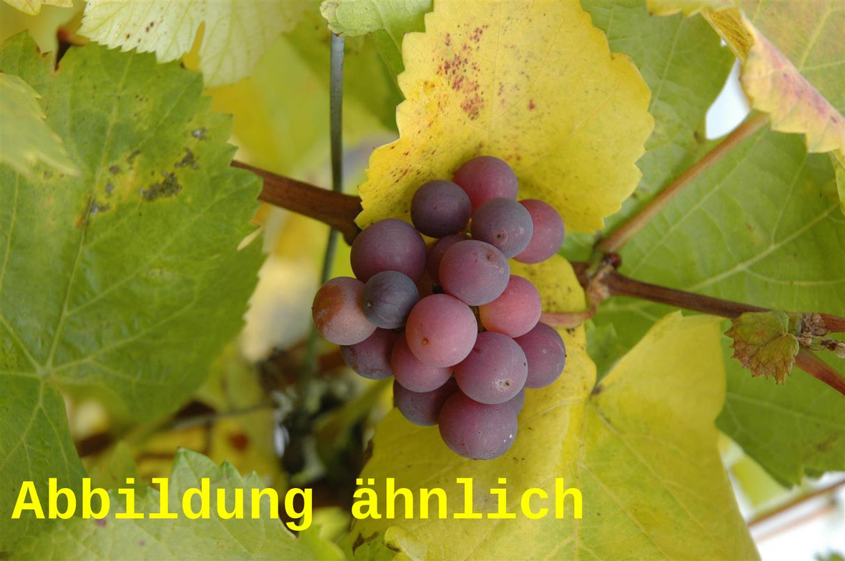 Vitis 'Traminer' (Weintraube 'Traminer')