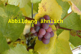 Genaues Foto für Vitis 'Veltliner Frührot' folgt; dieses ähnliche Bild dient der Illustration von Weintraube 'Veltliner Frührot'