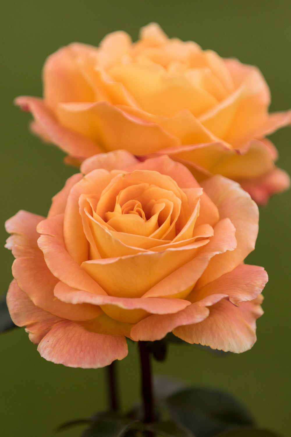 Rosa 'Whisky' TH mit Blüte; Einsatz: ;;ab 6,50 Euro