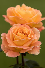 Rosa 'Whisky' TH; hier mit Blüte; duftend; Einsatzmöglichkeit z.B. : Kübel;;ab 8,90 Euro