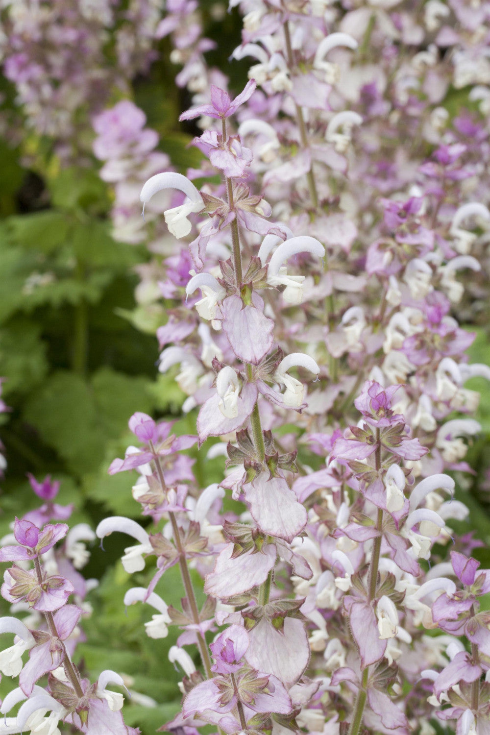 Salvia sclarea mit Blüte; Einsatz: ;;ab 6,10 Euro