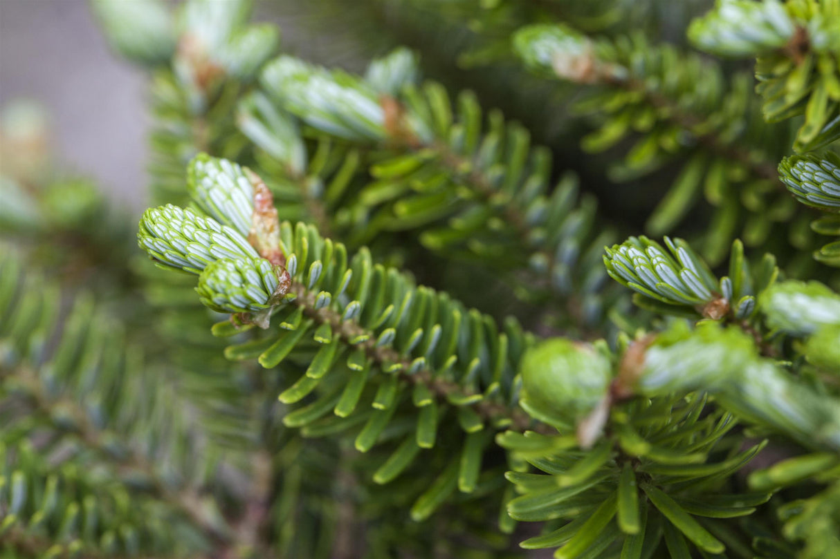 Abies koreana 'Molli' , erhältlich von 30-40 bis 200-225 cm;;ab 41,60 Euro