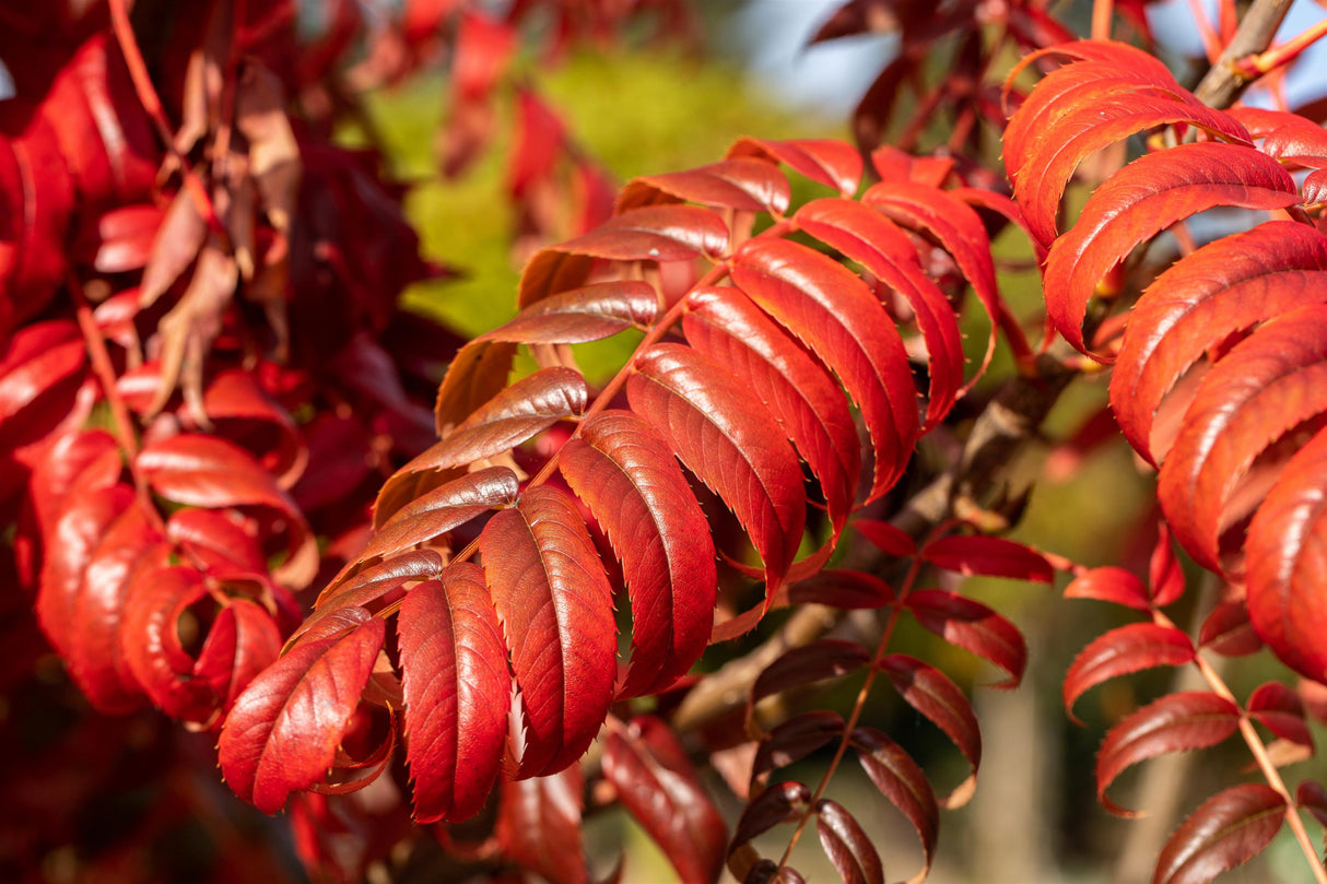 Staghorn Sumac mit Herbstlaub; Einsatz: Vogelnährgehölzpflegeleicht;;mit zeitnaher Lieferung