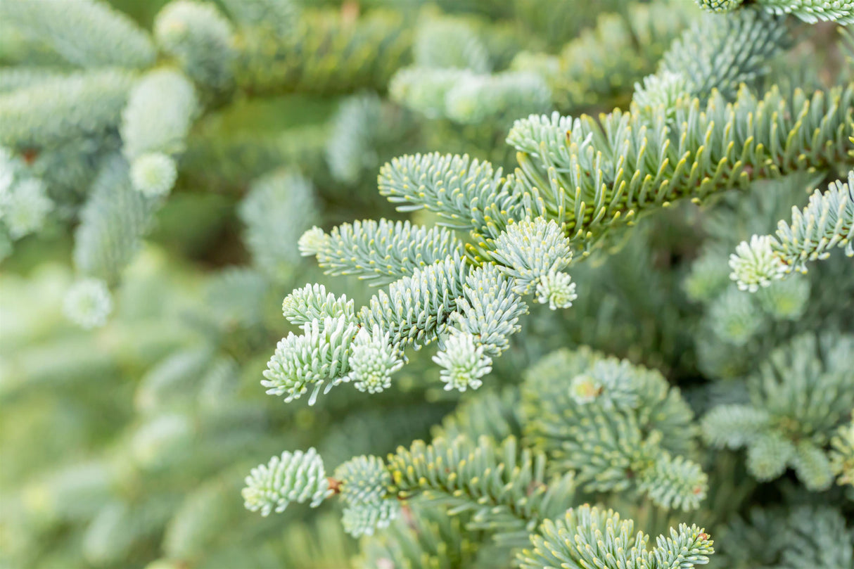 Blue Christmas tree mit Sommerbelaubung; Einsatz: Heckenpflanze;;Pflanzen vom Profi