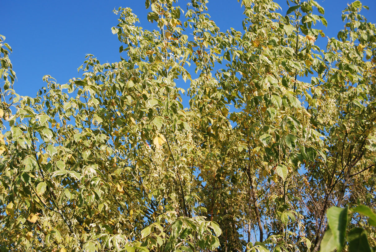 Acer negundo 'Variegatum' , erhältlich von 40-60 bis 60-100 cm;;ab 28,10 Euro