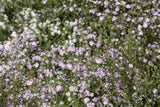 Gypsophila paniculata 'Flamingo'; hier mit Blüte; zarte Blüten; Einsatzmöglichkeit z.B. : Beet;;ab 0,00 Euro