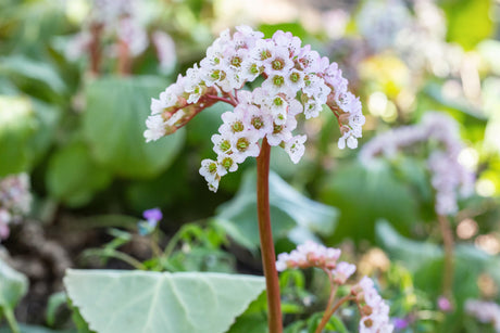 Bergenia cordifolia 'Schneekönigin' mit Blüte; Einsatz: ;;ab 6,90 Euro