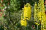 Eremurus i. S.; exotisches Aussehen;;ab 0,00 Euro