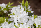 Rhododendron obt. 'Palestrina'; hier mit Blüte; winterhart; Einsatzmöglichkeit z.B. : Zierstrauch; verfügbar in 3 Größen und Varianten;;ab 24,20 Euro