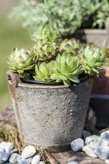 Jovibarba globifera; winterhart;;ab 0,00 Euro