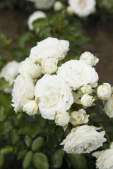 Rosa 'Schneeküsschen 2016' Z; hier mit Blüte; lange Blütezeit; Einsatzmöglichkeit z.B. : Kübel; verfügbar in 2 Größen und Varianten;;ab 6,90 Euro