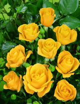 Rosa 'Goldquelle' BT; hier mit Blüte; duftend; Einsatzmöglichkeit z.B. : Solitär;;ab 8,90 Euro