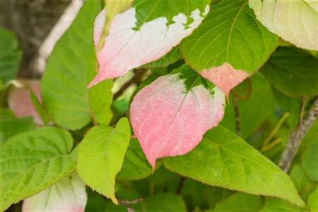 Actinidia kolomikta , erhältlich von 40-60 bis 150-200 cm;;ab 22,70 Euro