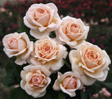 Rosa 'Courage' TH; hier mit Blüte; duftend; Einsatzmöglichkeit z.B. : Einzelstellung;;ab 15,00 Euro