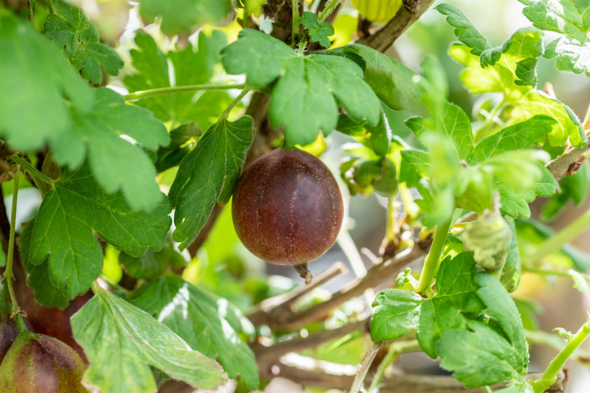 Ribes uva-crispa, rot mit Früchten, erhältlich von 3- bis 80-90 cm; Einsatz: ;;ab 18,90 Euro