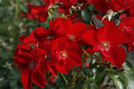 Rosa 'Apache' BDR mit Blüte; Einsatz: Beeteinfassungduftend;;günstig mit Qualität