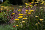 Achillea filipendulina; hier mit Blüte; bienenweide; Einsatzmöglichkeit z.B. : Freiflächen;;ab 0,00 Euro