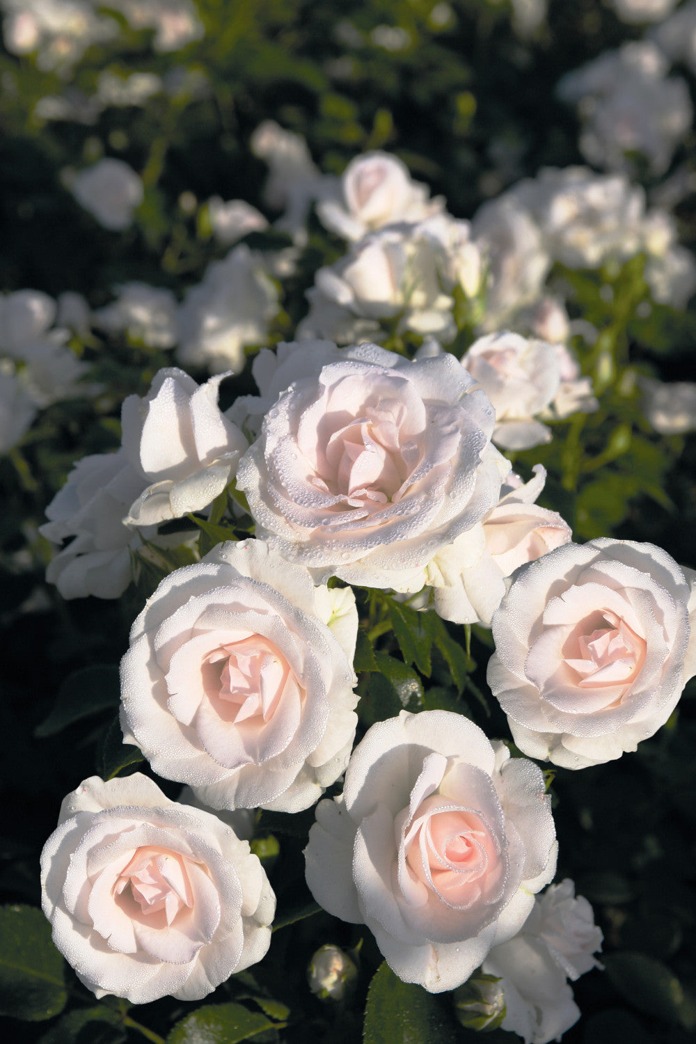 Rosa 'Aspirin-Rose' BDR mit Blüte; Einsatz: ;;ab 8,10 Euro
