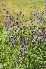 Baptisia australis; hier mit Blüte; mehrjährig; Einsatzmöglichkeit z.B. : Staudenbeet;;ab 0,00 Euro