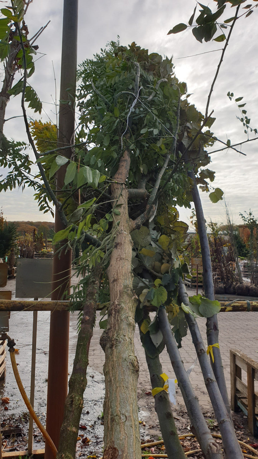 schmuckblattbaum; vorbereitet für Versand; lange Lebensdauer; Einsatzmöglichkeit z.B. : Bienenweide;;Pflanzen vom Profi