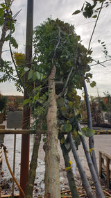 schmuckblattbaum; vorbereitet für Versand; lange Lebensdauer; Einsatzmöglichkeit z.B. : Bienenweide;;Pflanzen vom Profi