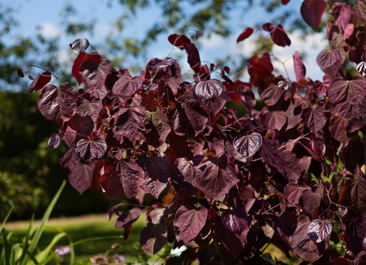 Cercis canadensis 'Forest Pansy' mit Belaubung, erhältlich von 80-100 bis 200-250 cm; Einsatz: ;;ab 52,50 Euro