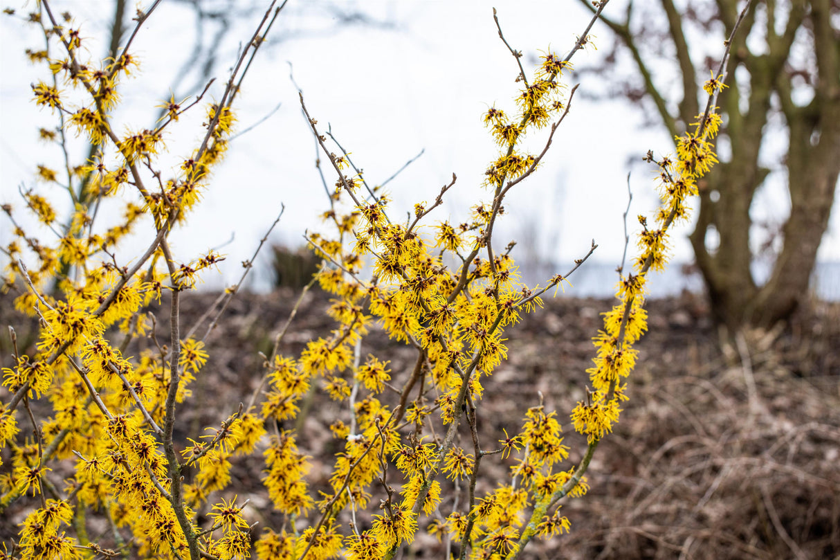 Hamamelis x intermedia 'Barmstedt's Gold' als Pflanze im Beet; Einsatz: Blütenheckegelbblättrig;;mit zeitnaher Lieferung