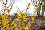 Hamamelis x intermedia 'Barmstedt's Gold' als Pflanze im Beet; Einsatz: Blütenheckegelbblättrig;;mit zeitnaher Lieferung