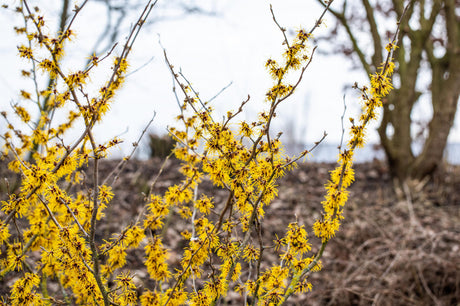 Hamamelis intermedia 'Arnold Promise'; als Pflanze im Beet; gelbblättrig; Einsatzmöglichkeit z.B. : Blütenhecke;;günstig mit Qualität