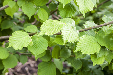 Corylus avellana VkG 1 , erhältlich von 40-70 bis 200-250 cm;;ab 2,76 Euro