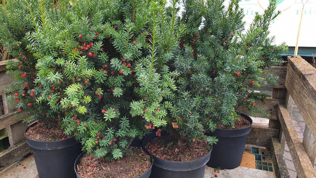 Taxus 'Hicksii' mit Ballen; Einsatz: Grundstücksabgrenzung, nahrungsquelle für Vögel;;Pflanzen vom Profi