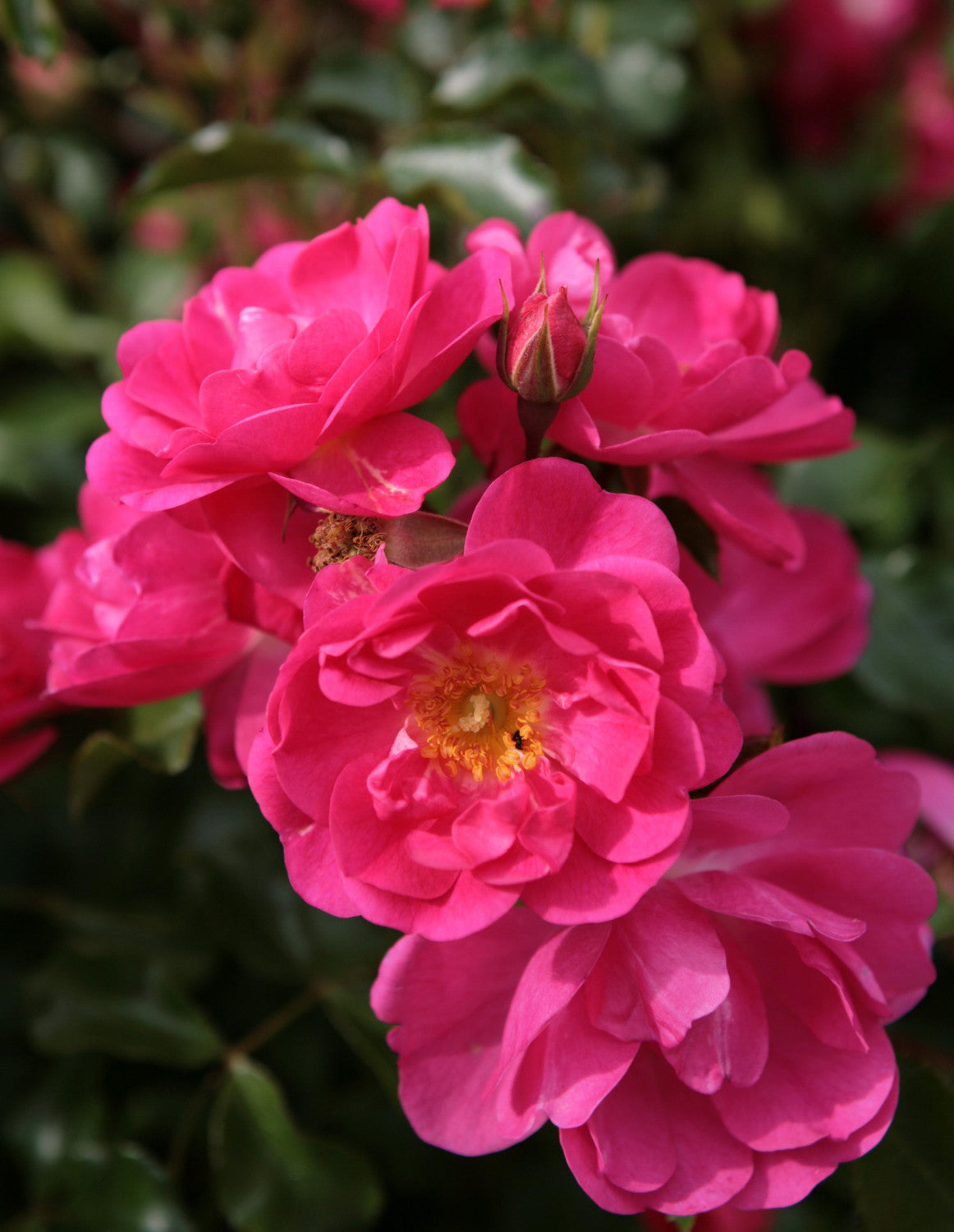 Rosa 'Neon' BT mit Blüte; Einsatz: ;;ab 8,10 Euro