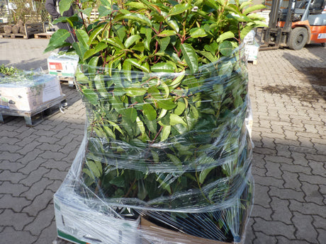 Prunus lusitanica 'Angustifolia'; vorbereitet für Versand; schnittfest, anspruchslos, dicht wachsend; Einsatzmöglichkeit z.B. : Vogelschutzhecke;;ab 56,00 Euro