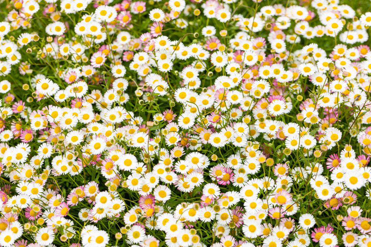 Erigeron karvinskianus mit Blüte; Einsatz: ;;ab 5,10 Euro