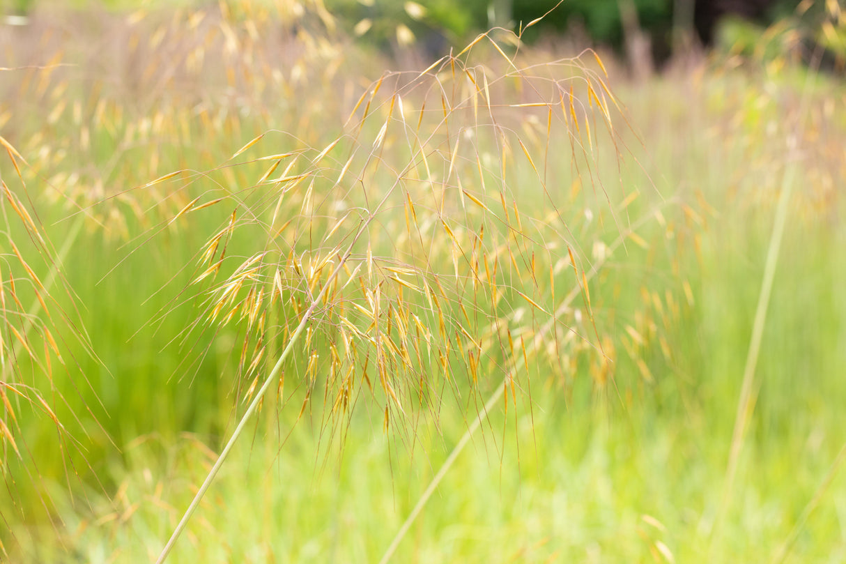 Stipa gigantea ;;ab 6,65 Euro