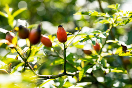 Eglantine; mit Früchten/Fruchtbehang; bienenfreundlich; Einsatzmöglichkeit z.B. : Bienenweide;;günstig mit Qualität