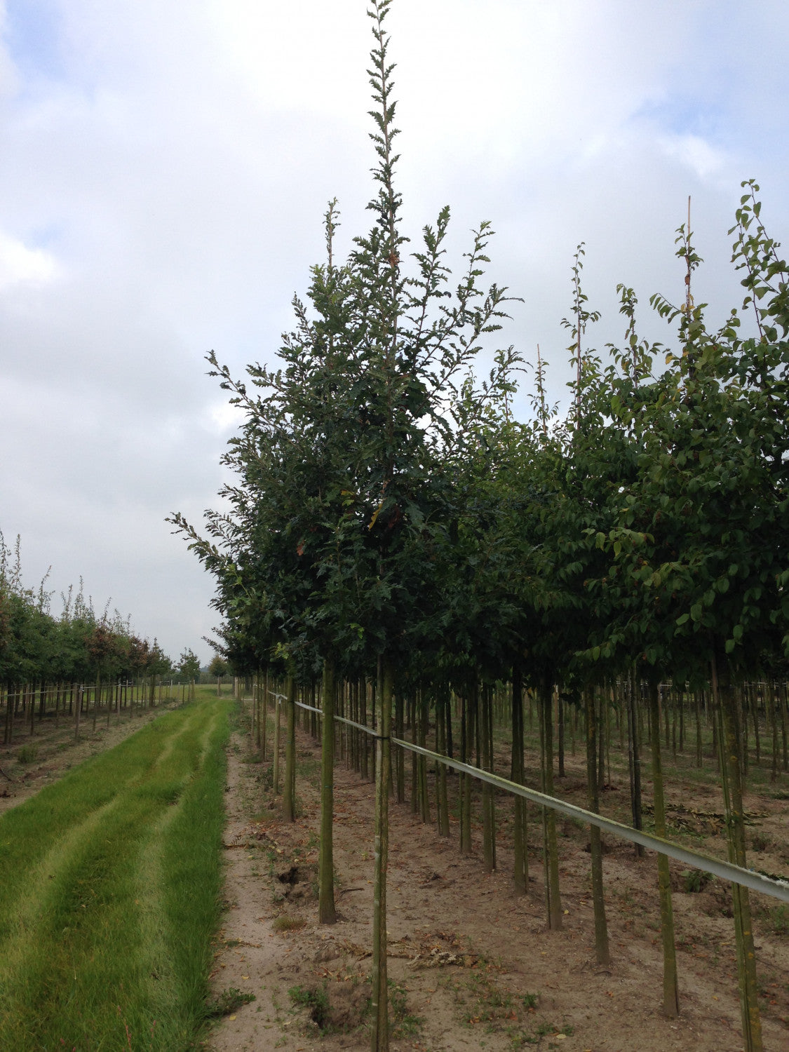 Quercus cerris , erhältlich von 30-50 bis 450-650 cm;;ab 2,06 Euro