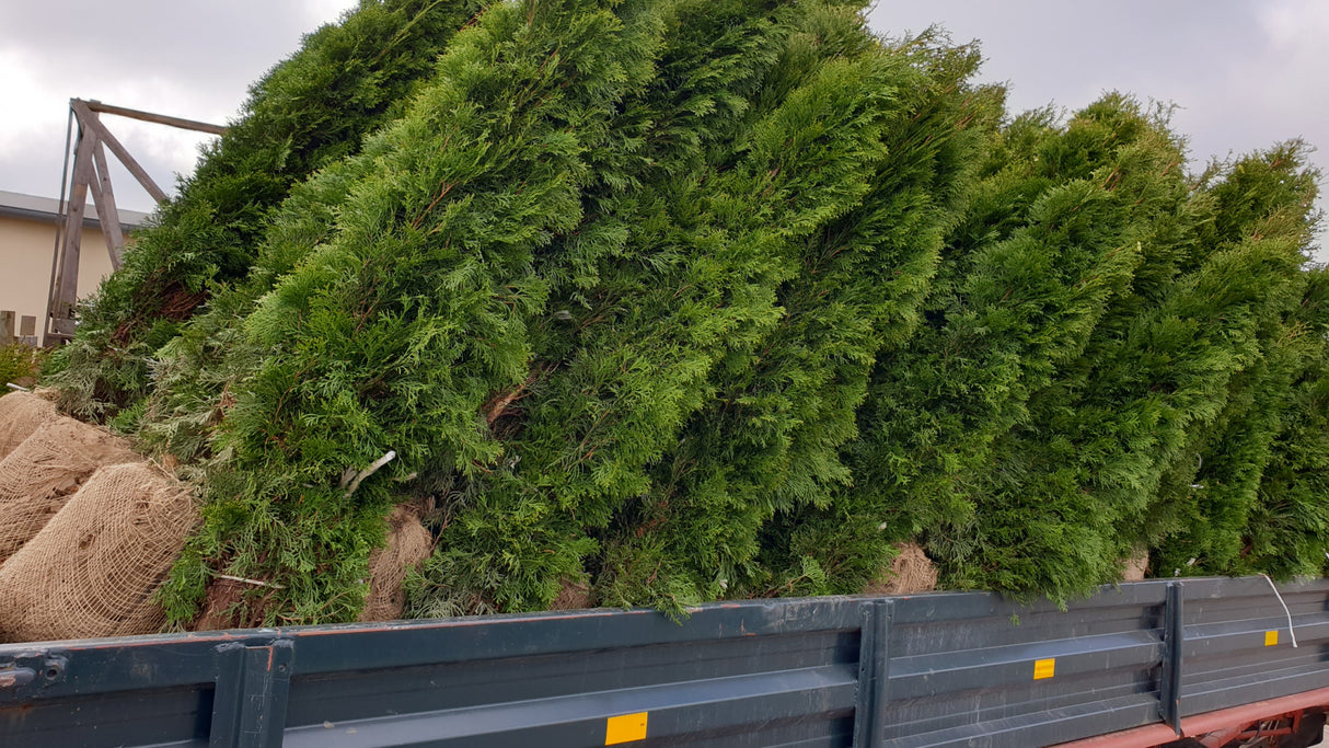 Thuja occidentalis 'Smaragd' mit Ballen; Einsatz: Grundstücksabgrenzung;;Pflanzen vom Profi