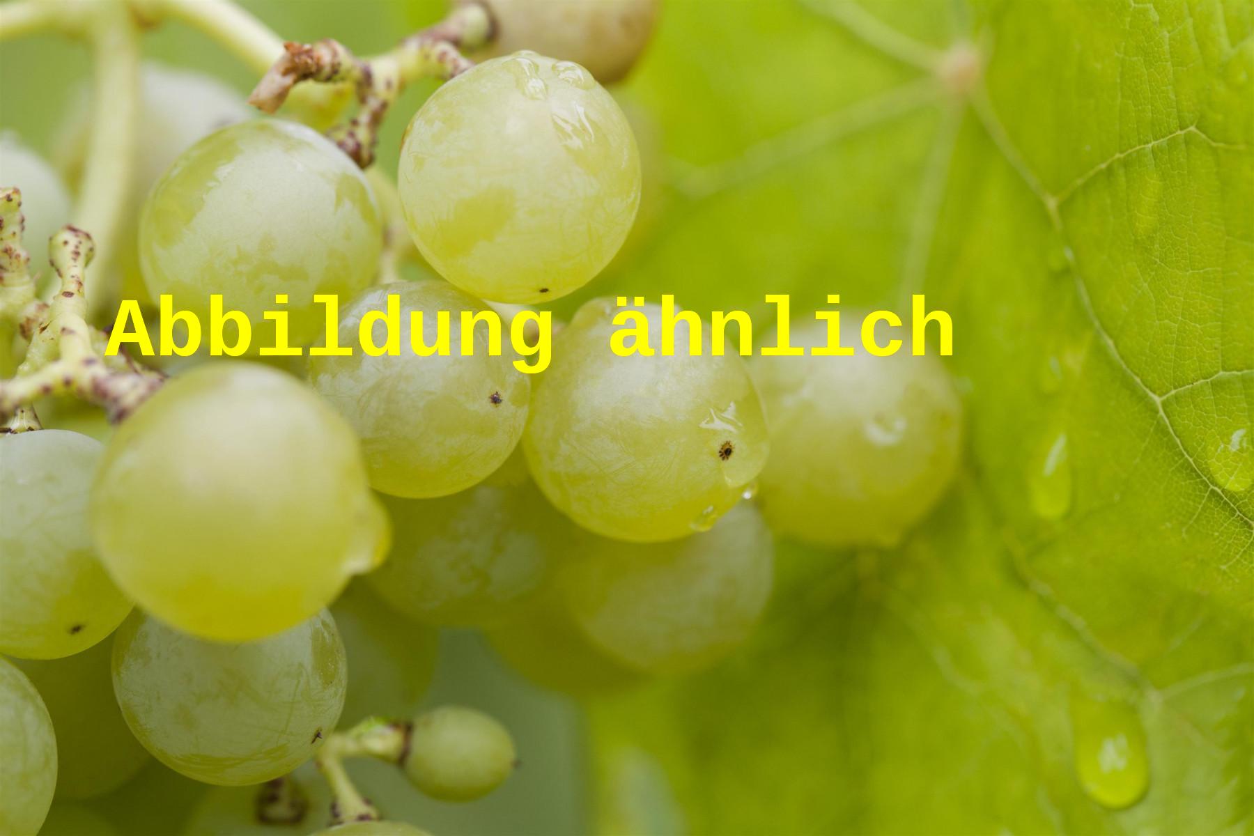 Vitis 'Königin der Weingärten' (Weintraube 'Königin der Weingärten')