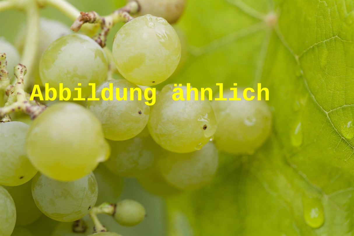 Vitis 'Königin der Weingärten' (Weintraube 'Königin der Weingärten')