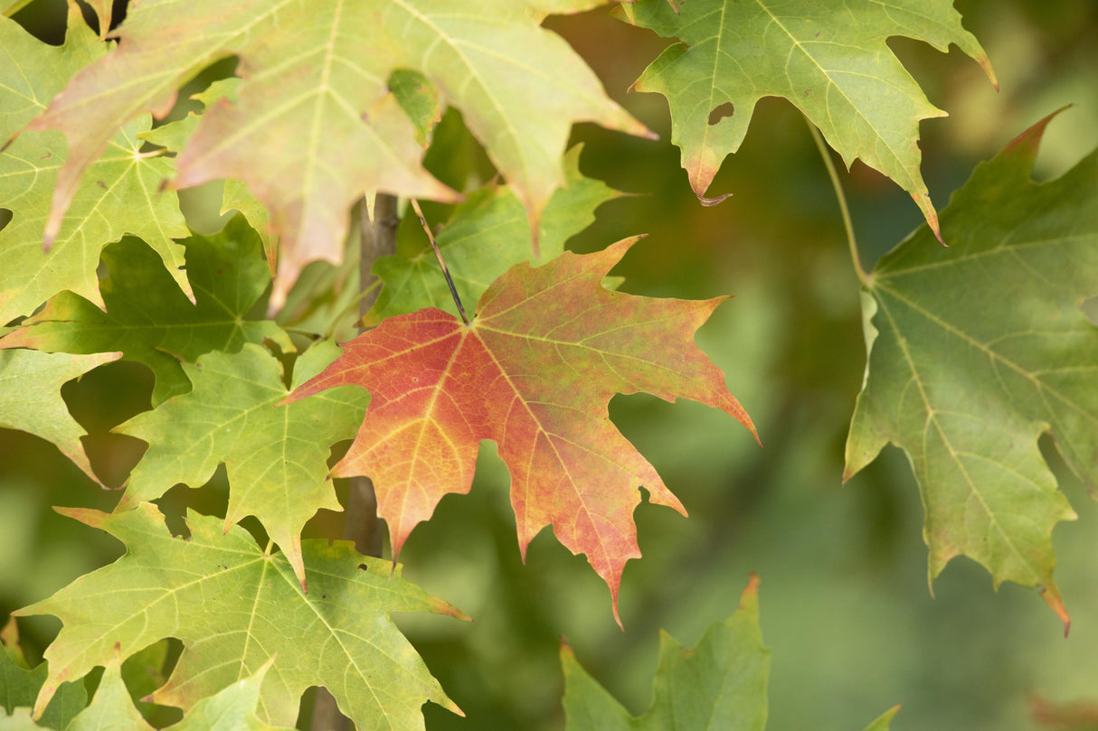 Zucker-Ahorn , erhältlich als: Hochstammschöne Herbstfärbung;;günstig mit Qualität