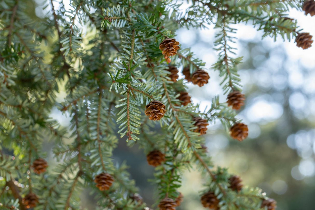 Canadian Hemlock mit Früchten, erhältlich als: Solitär, Sämling; Einsatz: Forstwirtschaftpflegeleicht;;günstig mit Qualität