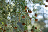 Canadian Hemlock mit Früchten, erhältlich als: Solitär, Sämling; Einsatz: Forstwirtschaftpflegeleicht;;günstig mit Qualität