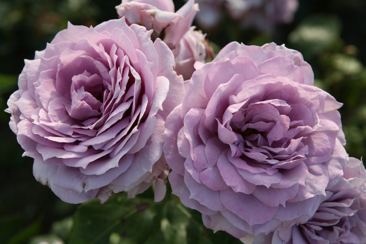 Rosa 'Novalis' BT mit Blüte; Einsatz: ;;ab 10,90 Euro