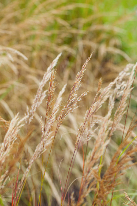 Stipa calamagrostis 'Algäu' , ;;ab 6,55 Euro