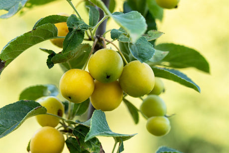 Malus 'Golden Hornet' mit Früchten, erhältlich von 60-100 bis 450-650 cm; Einsatz: ;;ab 16,60 Euro