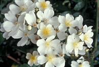 Rosa 'Filipes Kiftsgate' KL mit Blüte; Einsatz: ;;ab 11,80 Euro