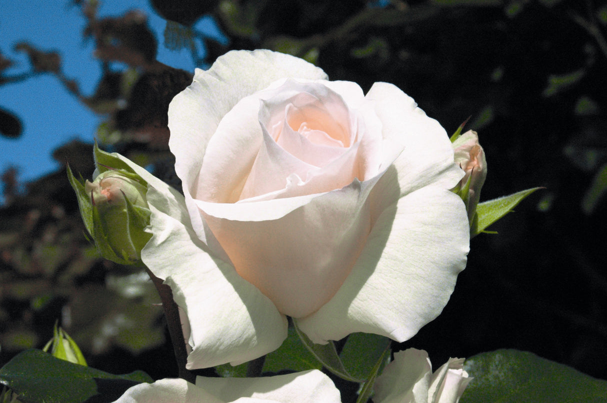 Kletterrose 'Schneewalzer' mit Blüte; Einsatz: Rankgerüstwinterhart;;hier kaufen