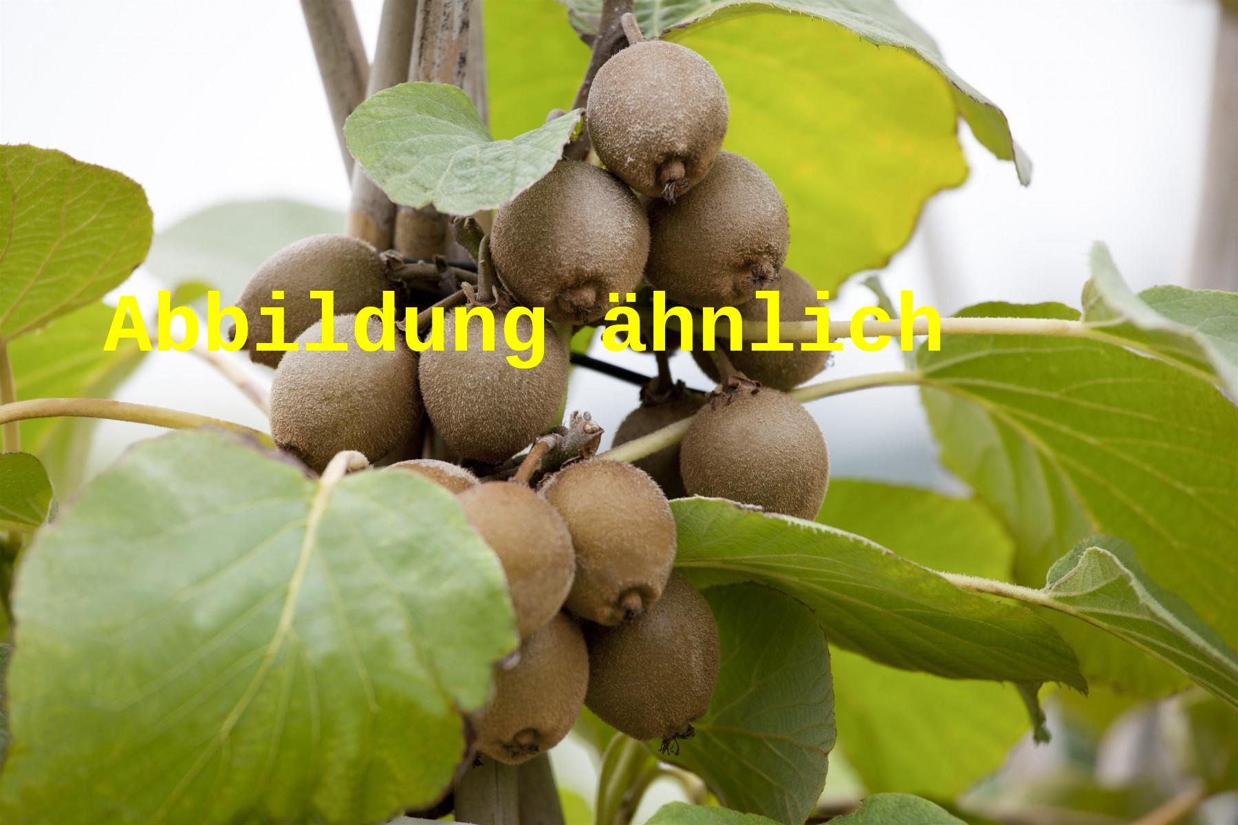 Actinidia chinensis 'Bruno' (Kiwi 'Bruno')