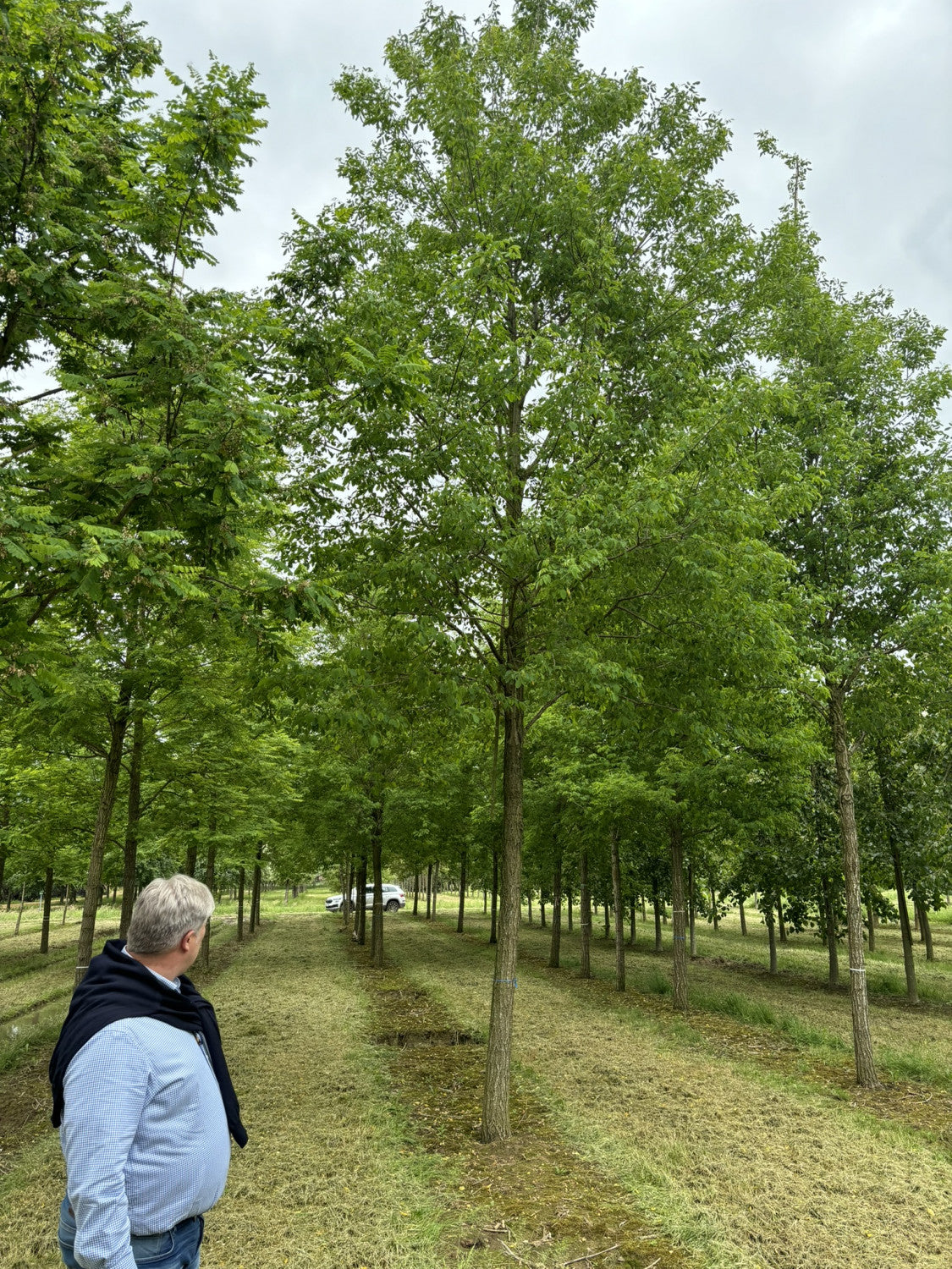 Robinia pseudoac. 'Nyirsegi' , erhältlich von 270-330 bis 450-650 cm;;ab 347,00 Euro